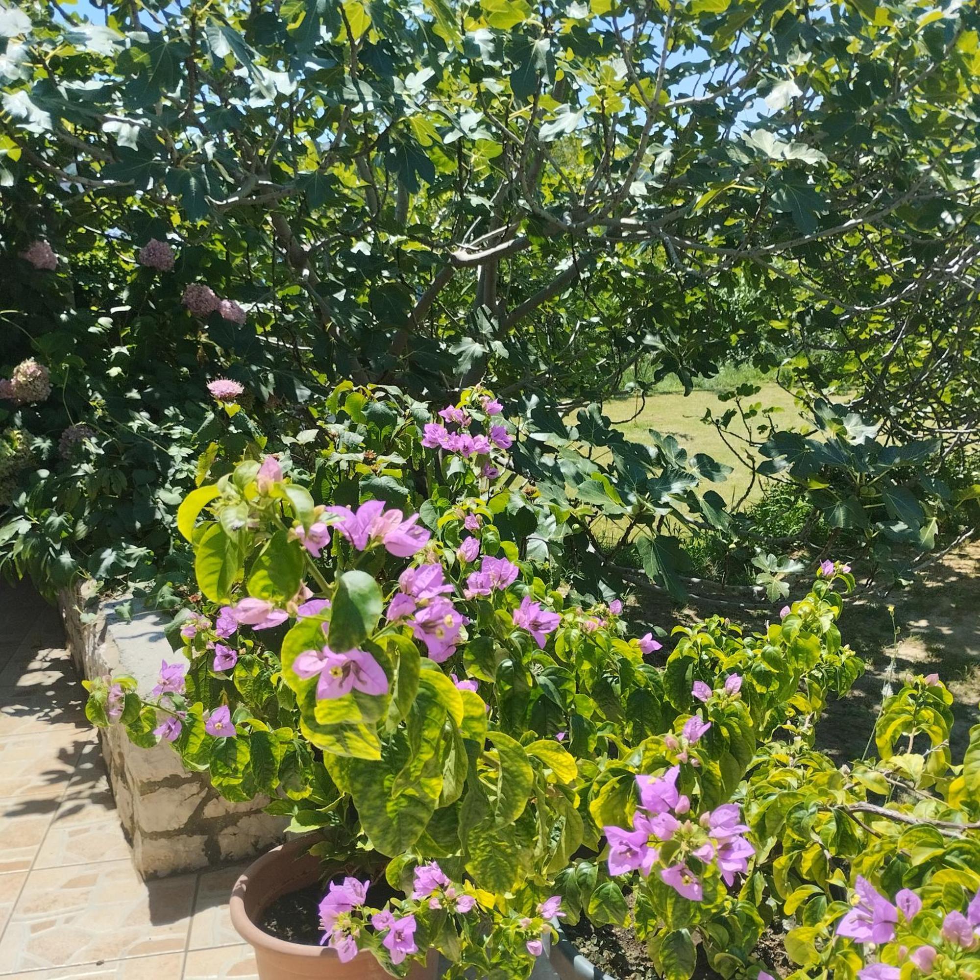 Apartmani Gero Lopar Dış mekan fotoğraf