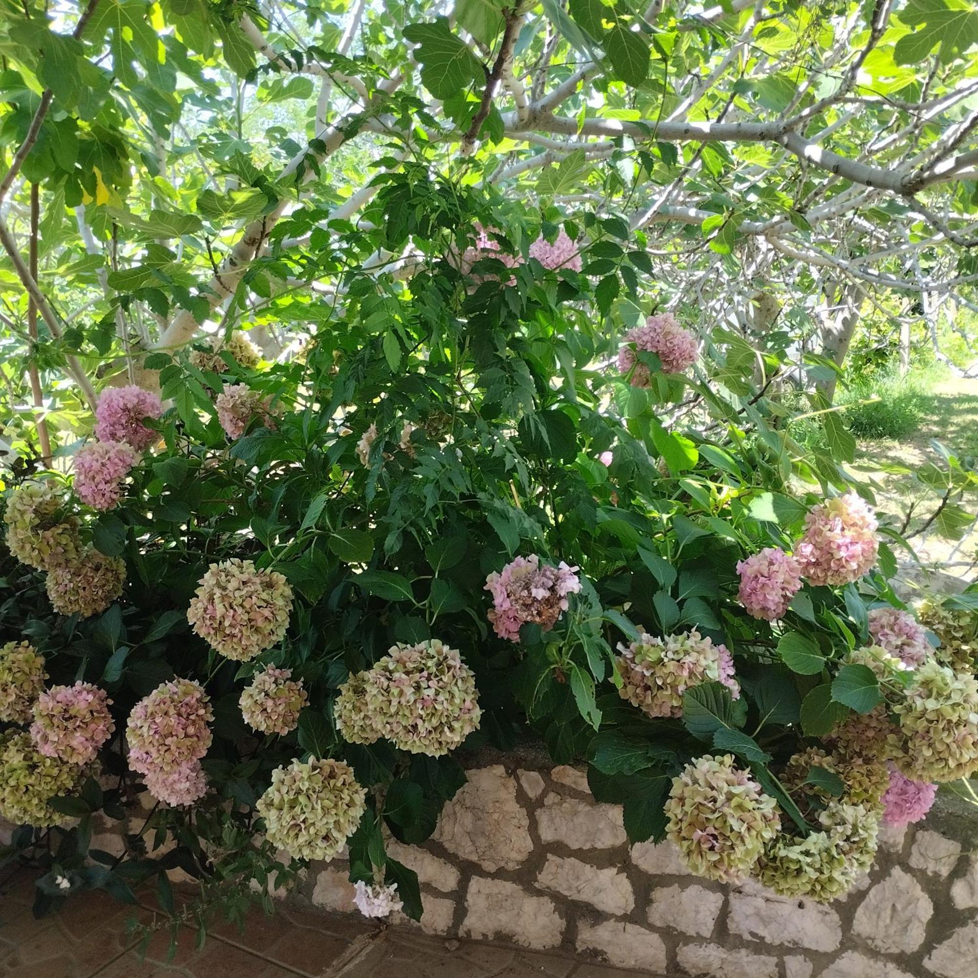 Apartmani Gero Lopar Dış mekan fotoğraf